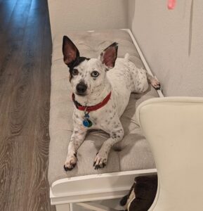 White dog with black spots and a red collar. His name is Hank. 