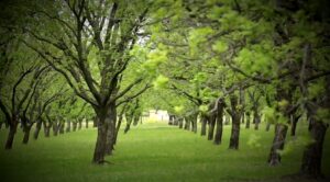 trees in a pecan orchard