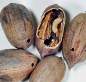 pecan with worms